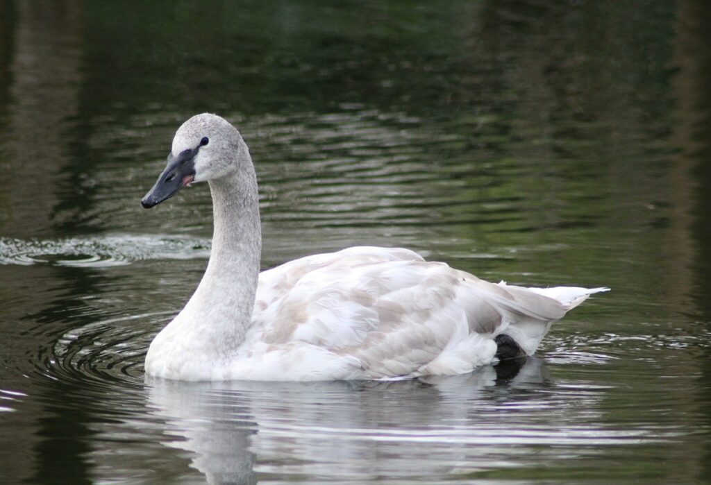 Trumpeter Swan