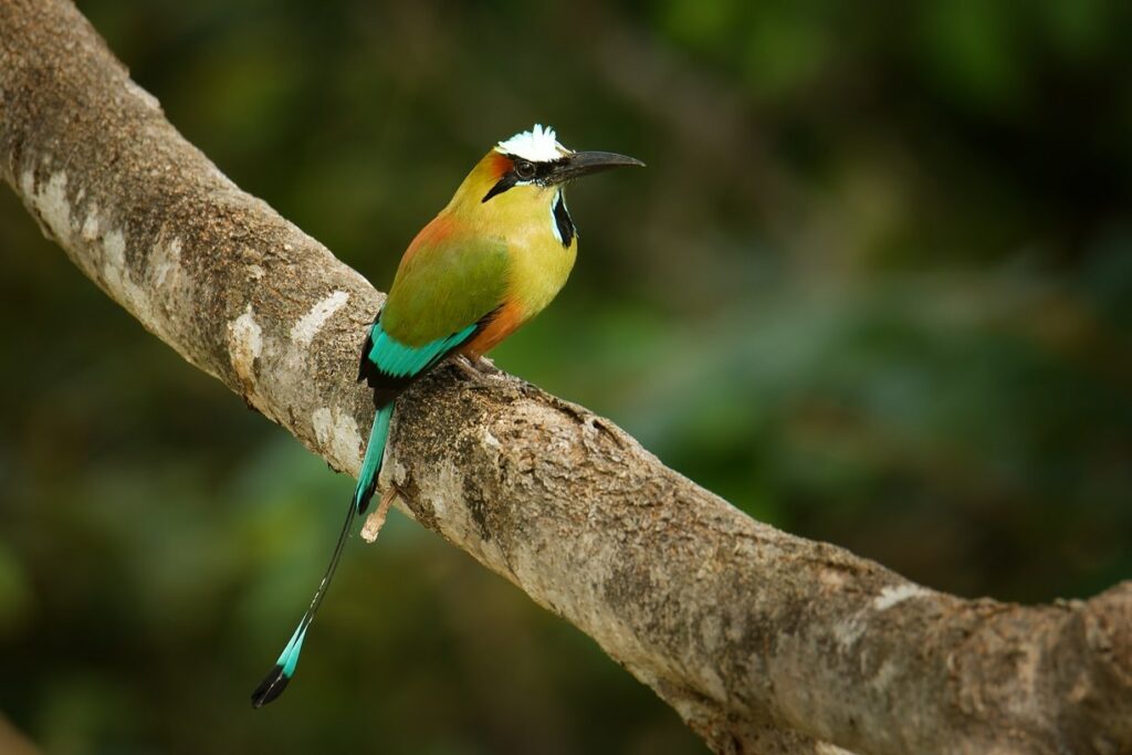 Turquoise-browed Motmot