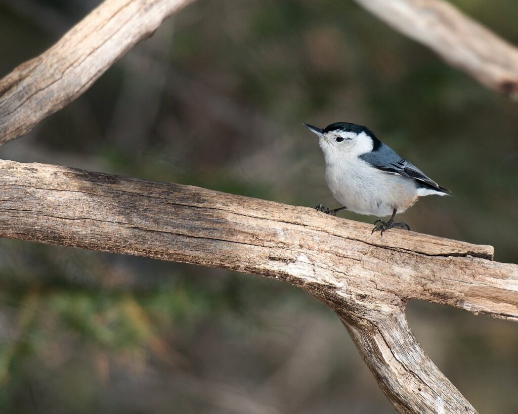 White-Breasted Nuthatch