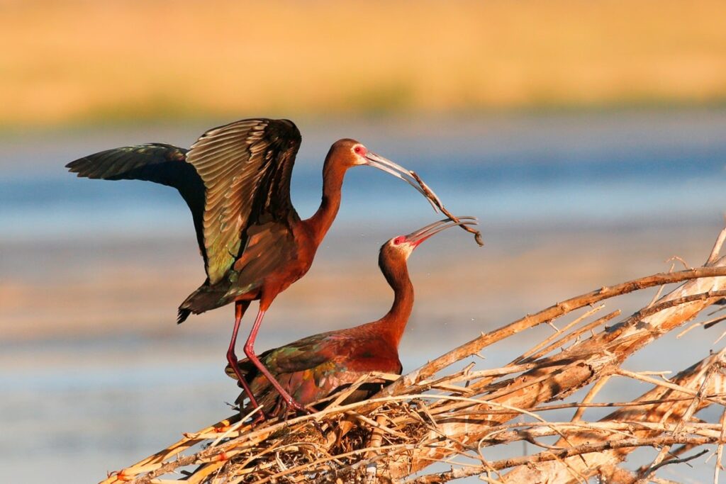 White-Faced Ibis