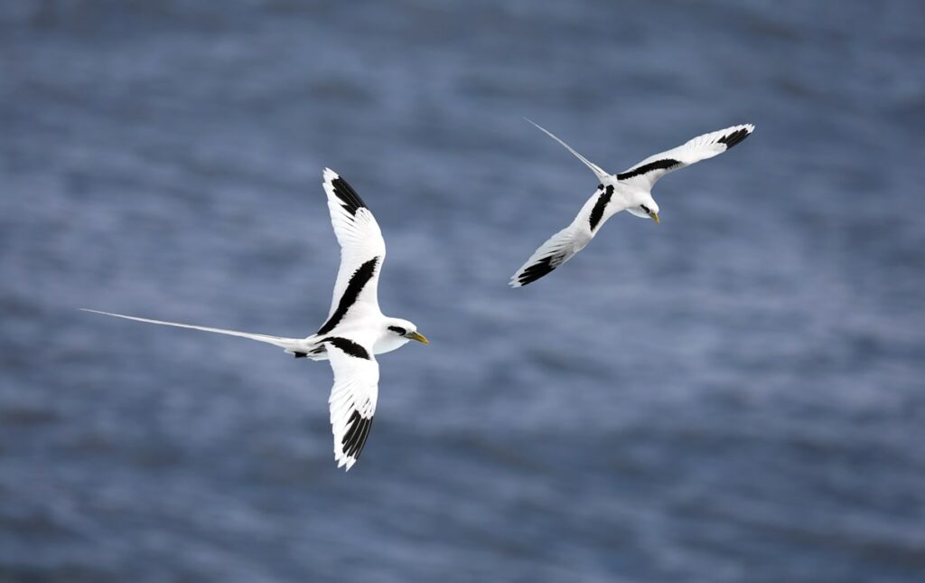 White-tailed Tropicbird