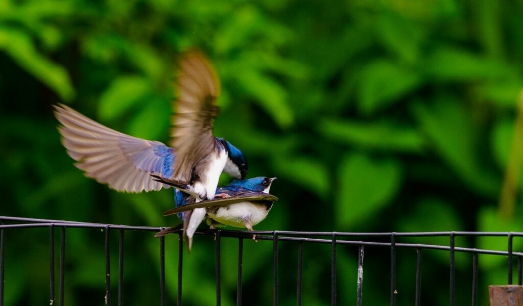 do bluejays mate for life