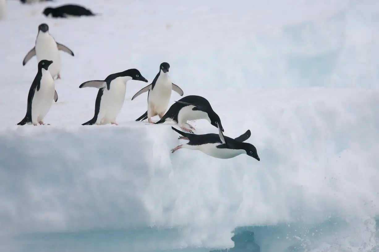 can penguins fly