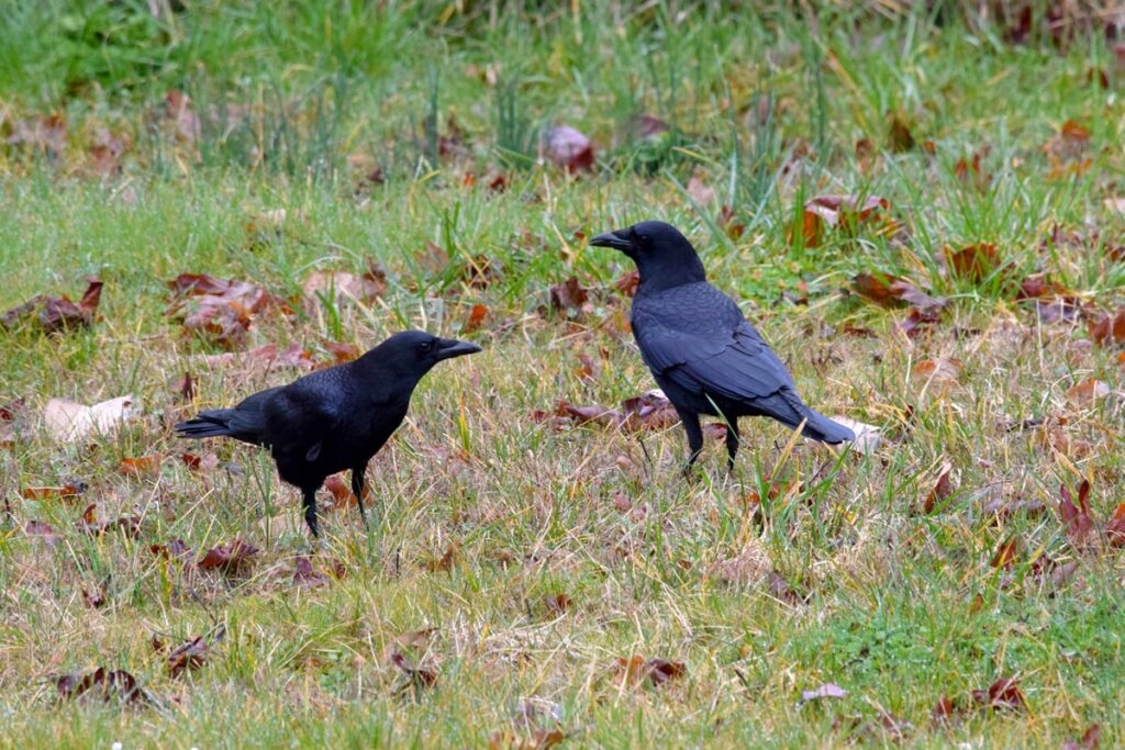 do crows mate for life