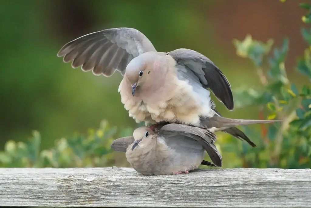 mourning doves mate