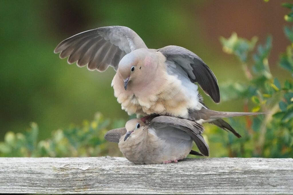 mourning doves mate