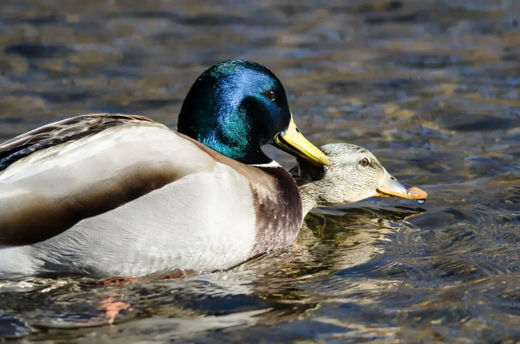 Mallard ducks mating