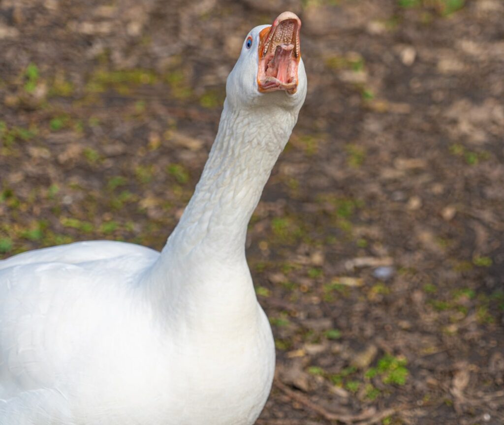 do geese have teeth