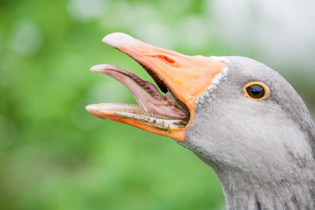 do-geese-have-teeth-the-fact-explained