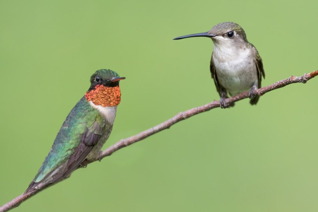 do hummingbirds mate for life