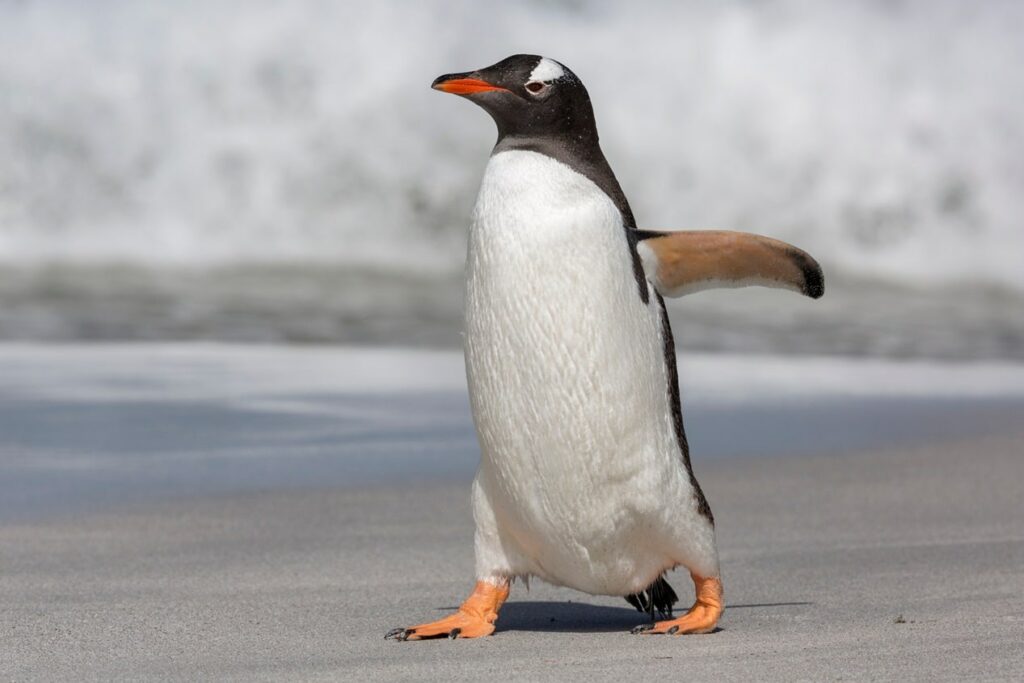 do penguins have knee