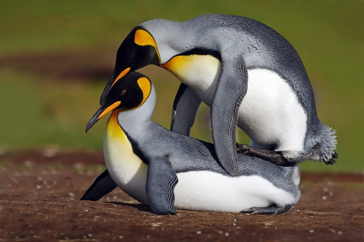 do penguins mate for life