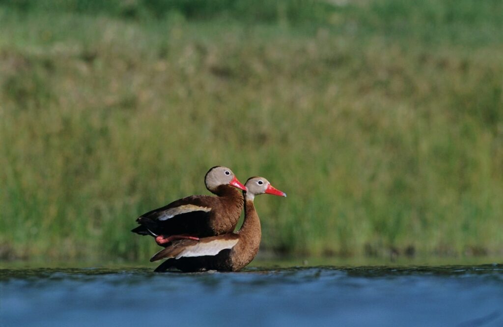 whistling ducks mate for life