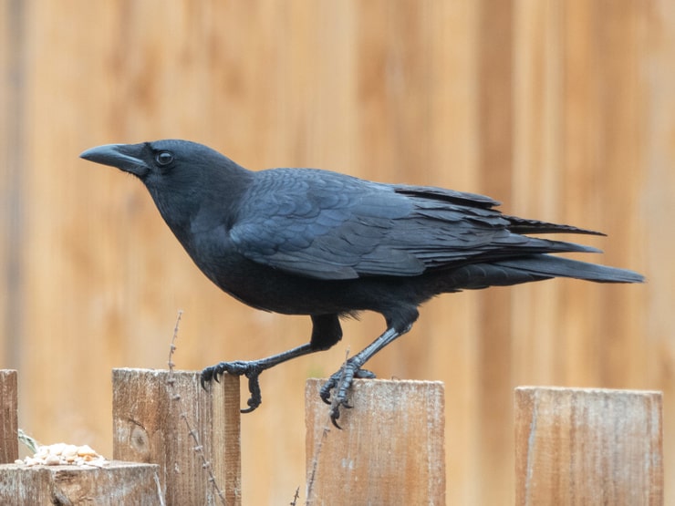 American Crow