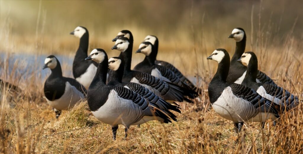 Barnacle Goose