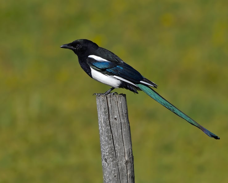 Black-Billed Magpie