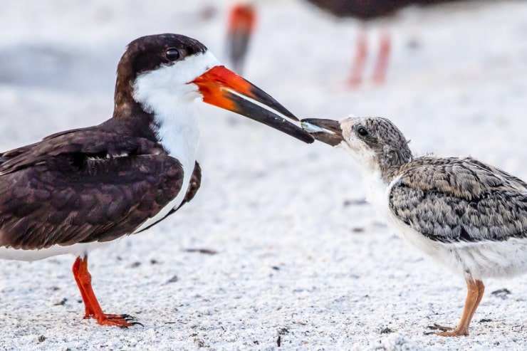 Black Skimmer