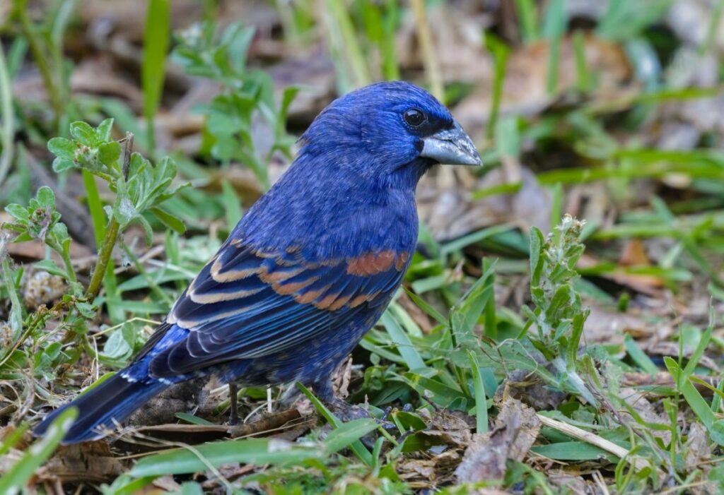 Blue Grosbeak