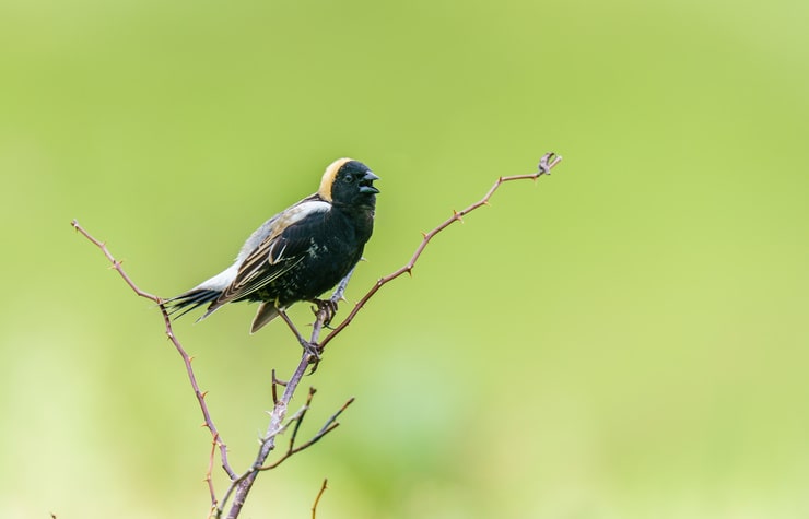 Bobolink