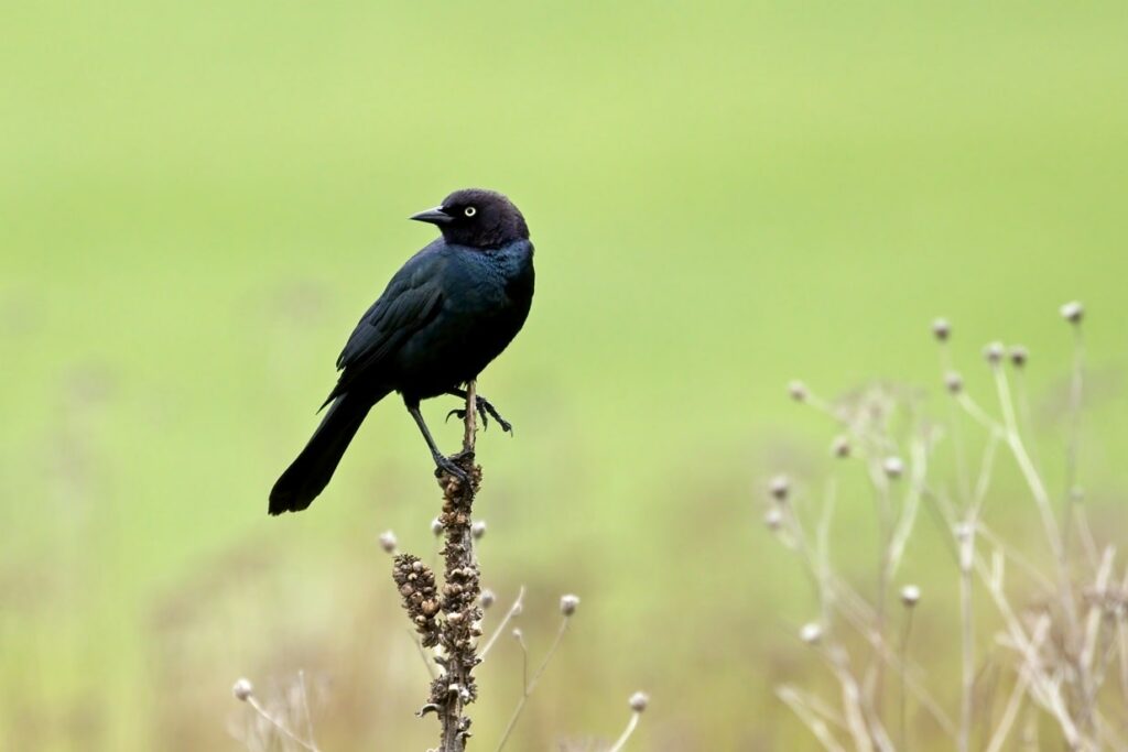 Brewer’s Blackbird