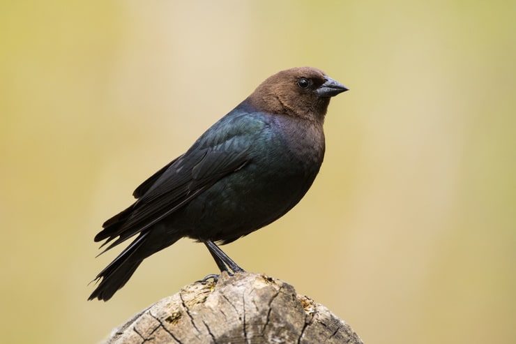 Brown-Headed Cowbird