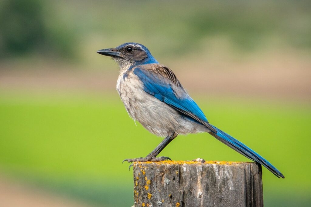 California Scrub Jay