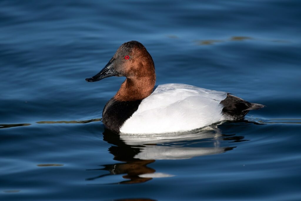 Canvasback