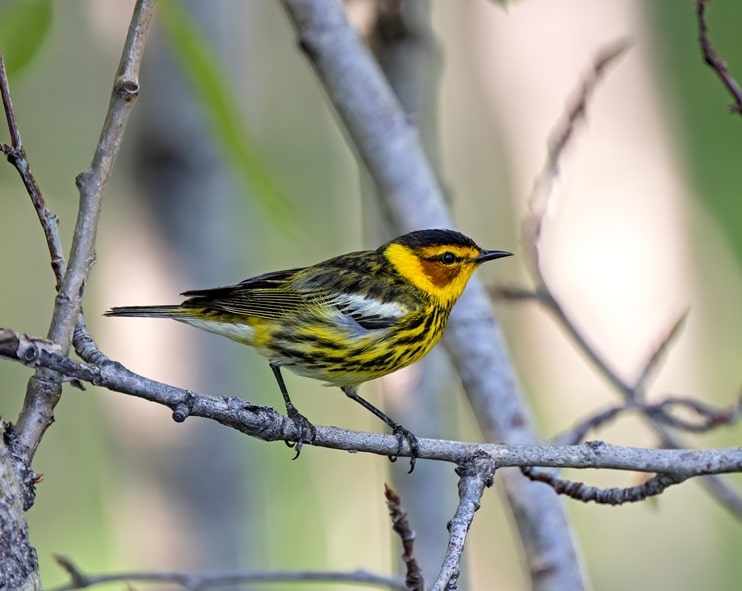 Cape May Warbler