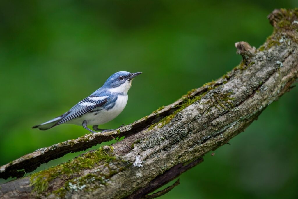 Cerulean Warbler