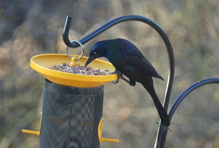 Common Grackle