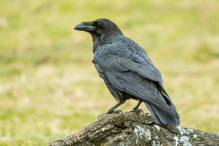 Common Raven