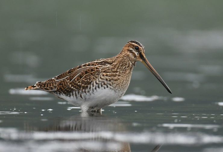 Common Snipe