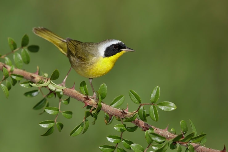 Common Yellowthroat