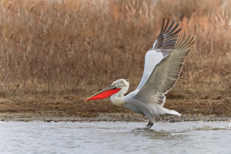 Dalmatian Pelican