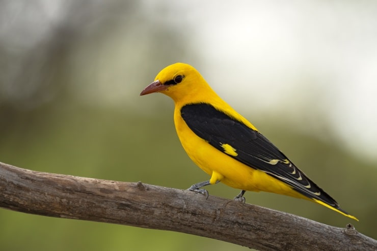 Eurasian Golden Oriole