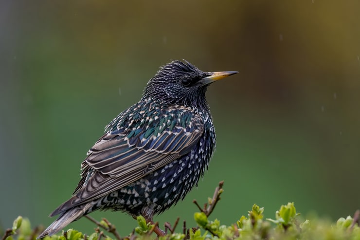 European Starling