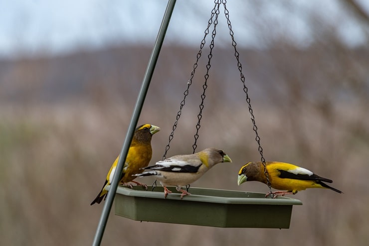 Evening Grosbeak