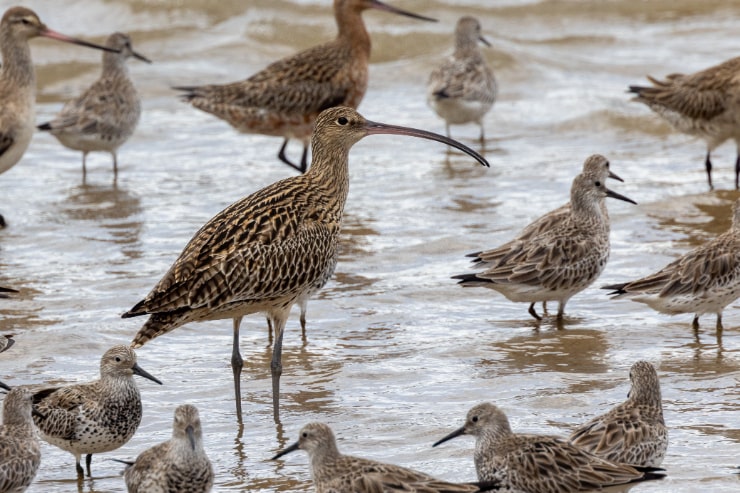 Far Eastern Curlew