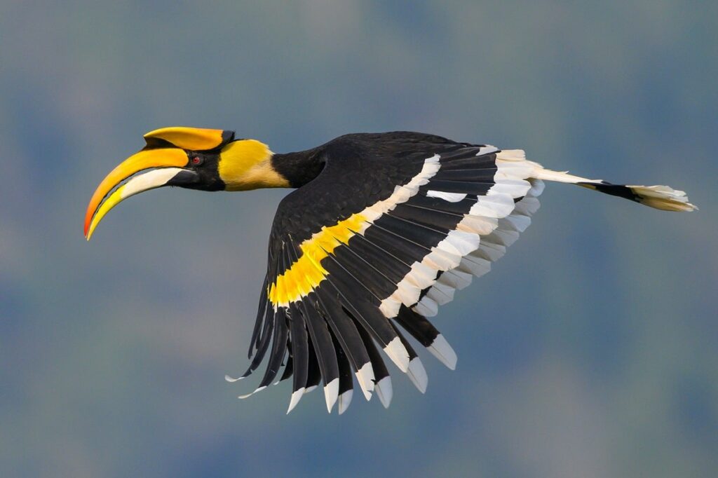 Great Hornbill