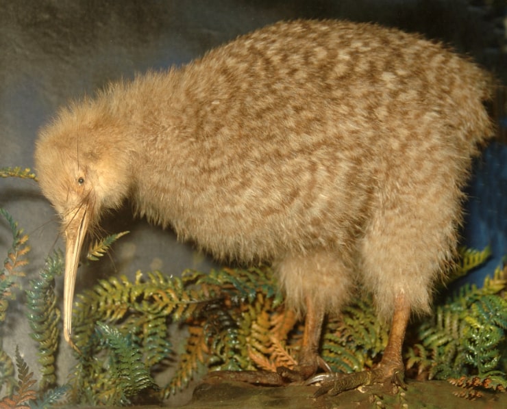 Great Spotted Kiwi