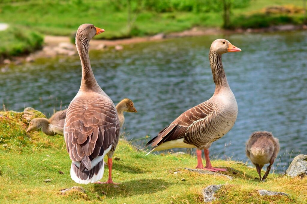 Greylag Geese