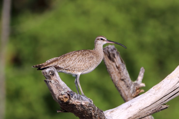 Hudsonian Whimbrel