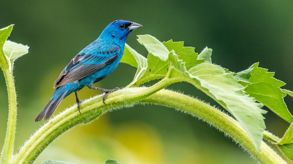 Indigo Bunting