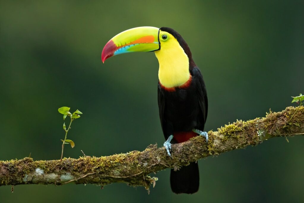 Keel-Billed Toucan