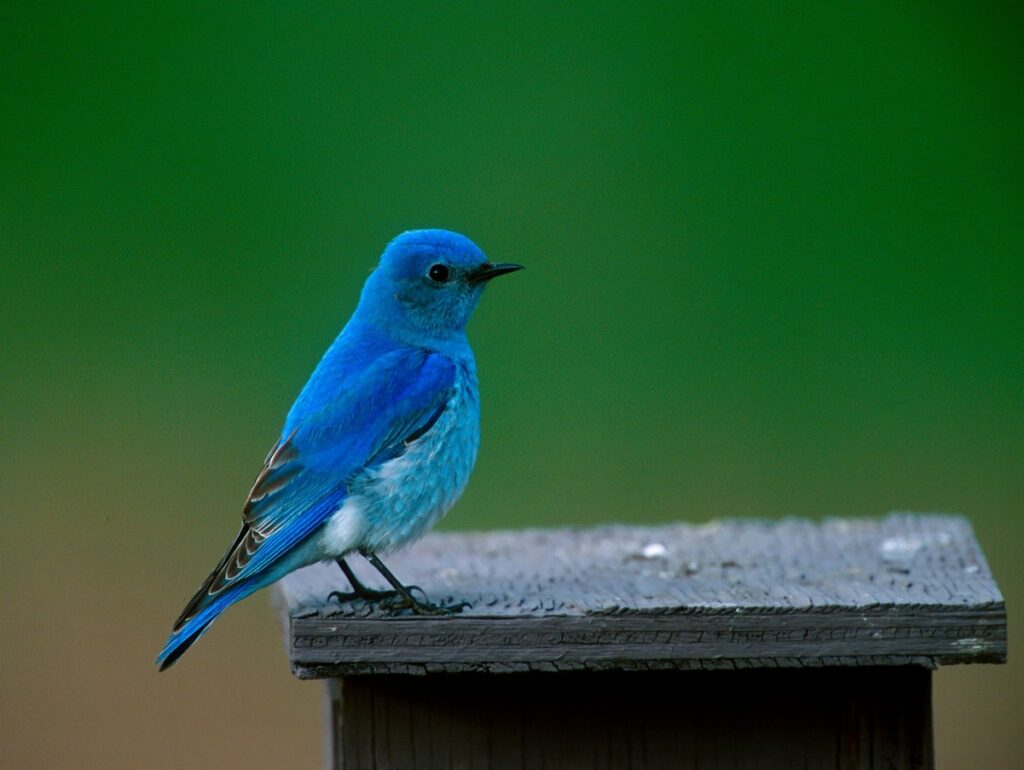 Mountain Bluebird