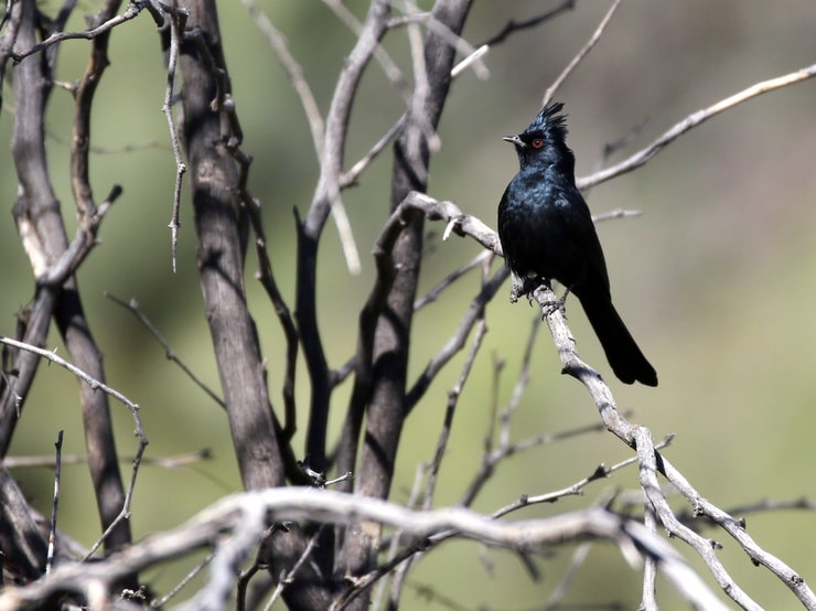 Phainopepla