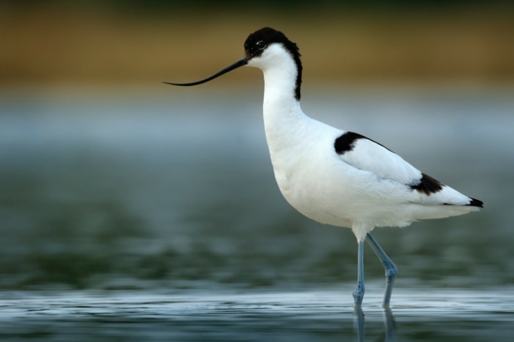 Pied Avocet