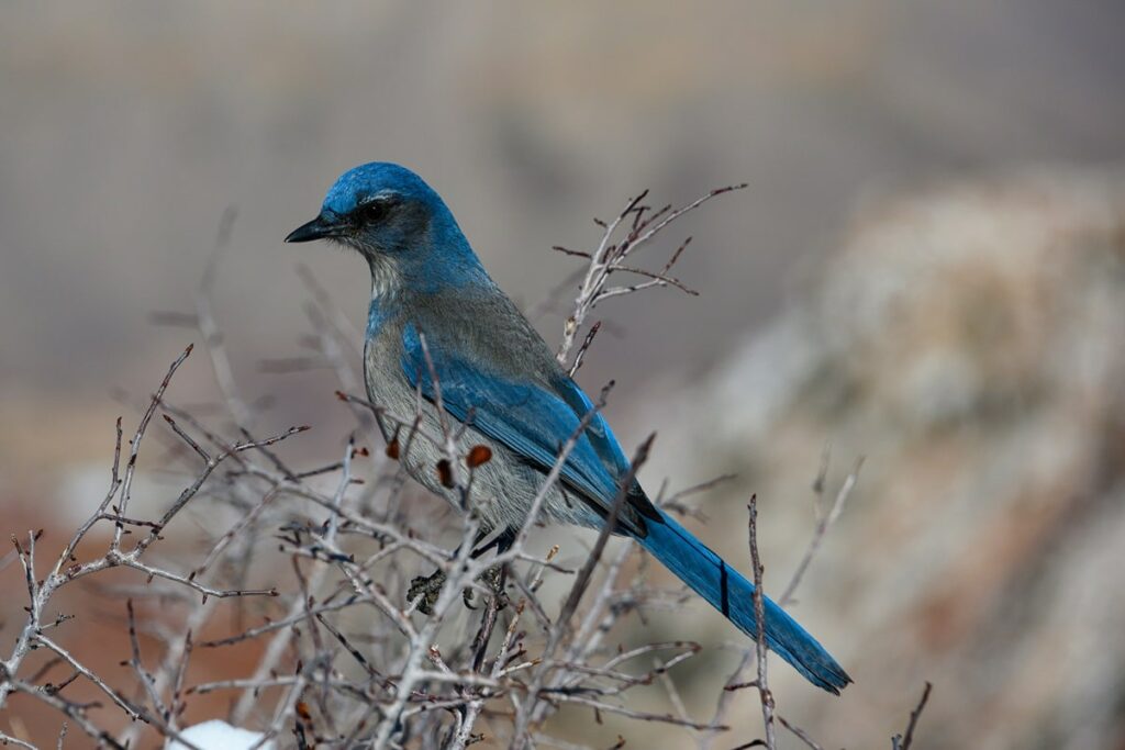 Pinyon Jay