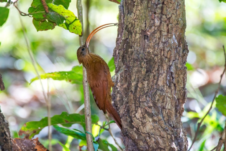 Red-Billed Scythebill