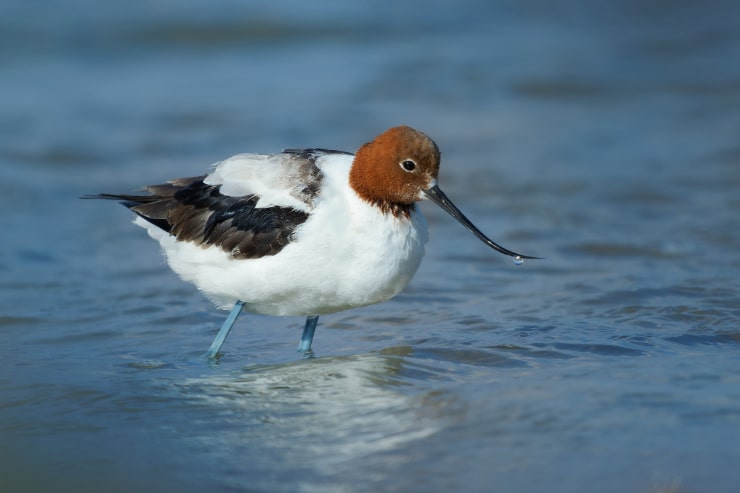 Red-Necked Avocet